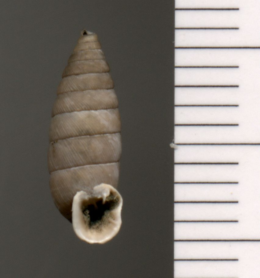 Granaria variabilis?