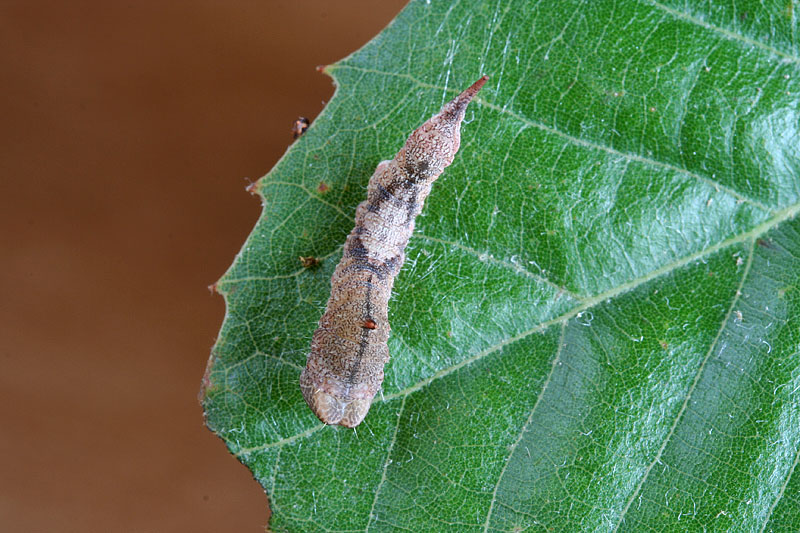 Bruco su Quercus ilex - Drepanidae