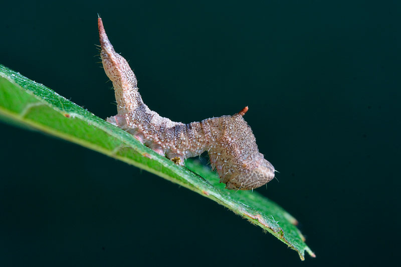 Bruco su Quercus ilex - Drepanidae