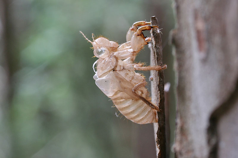 Exuviae cicale