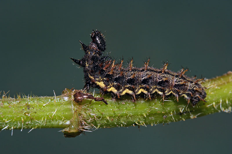 Larva Aglais urticae? - No, Vanessa atalanta