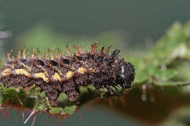 Larva Aglais urticae? - No, Vanessa atalanta