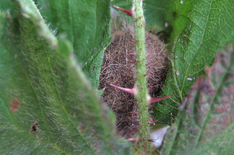 Bruco di Lasiocampide? - S, Lasiocampa quercus