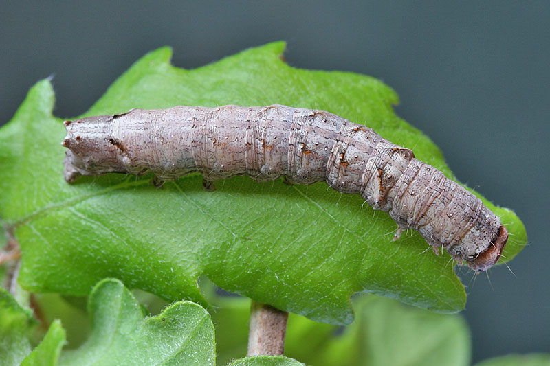 Bruco da identificare - Allophyes sp.