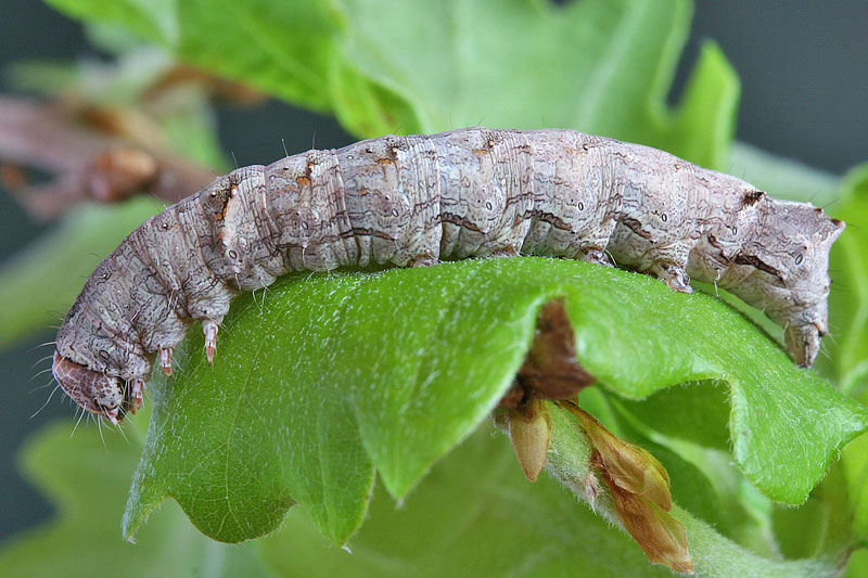 Bruco da identificare - Allophyes sp.