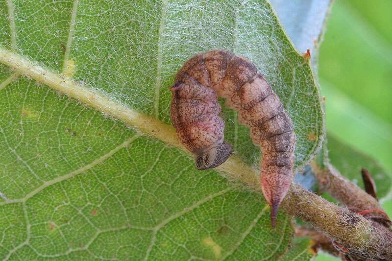 Bruco su Quercus ilex - Drepanidae