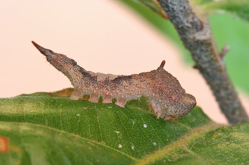 Bruco su Quercus ilex - Drepanidae