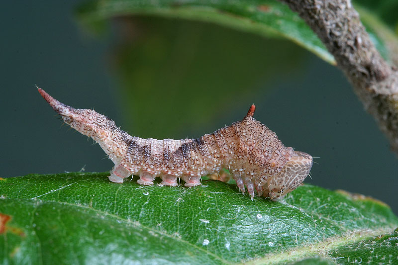 Bruco su Quercus ilex - Drepanidae