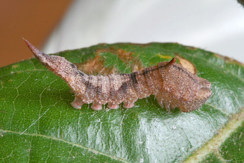 Bruco su Quercus ilex - Drepanidae