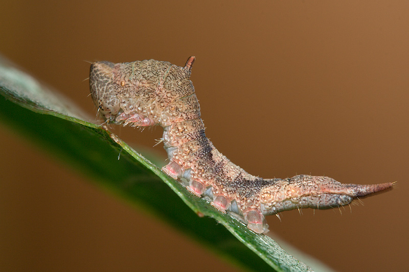 Bruco su Quercus ilex - Drepanidae