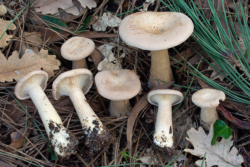 A proposito di Clitocybe...