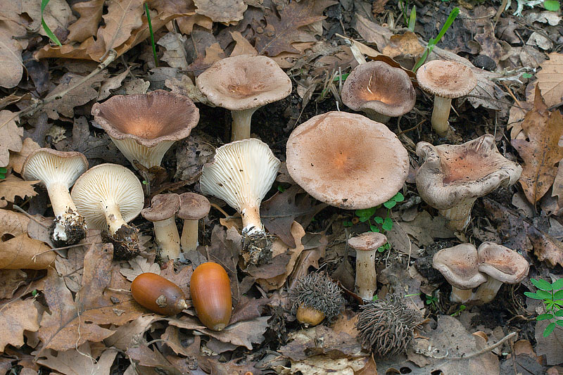 A proposito di Clitocybe...