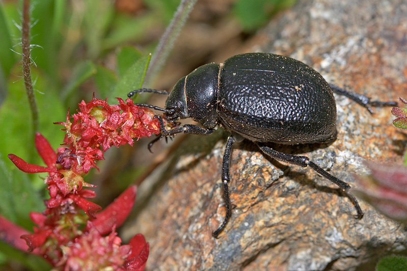 Da identificare: Pimelia rugolosa