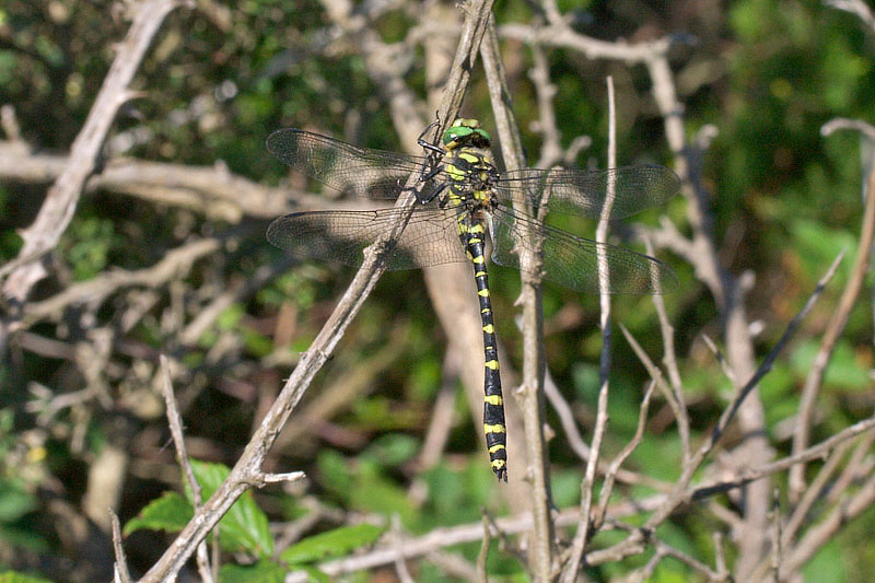 Cordulegaster bidentata sicilica