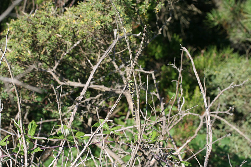 Cordulegaster bidentata sicilica