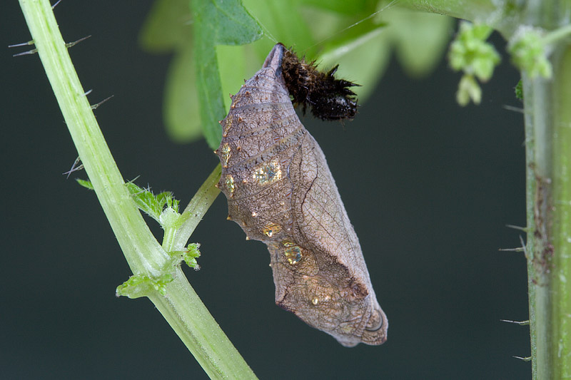 Larva Aglais urticae? - No, Vanessa atalanta