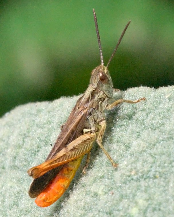 Piccola cavalletta: Chorthippus (Glyptobothrus) sp.