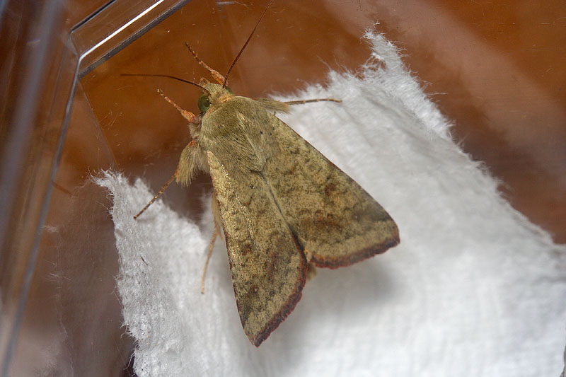 Bruco di Helicoverpa armigera