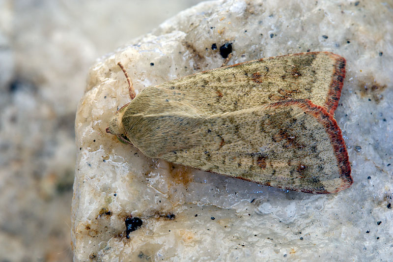 Bruco di Helicoverpa armigera