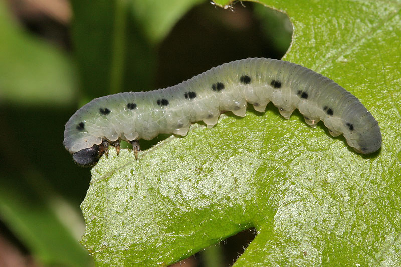 Larva di Tenthredinidae