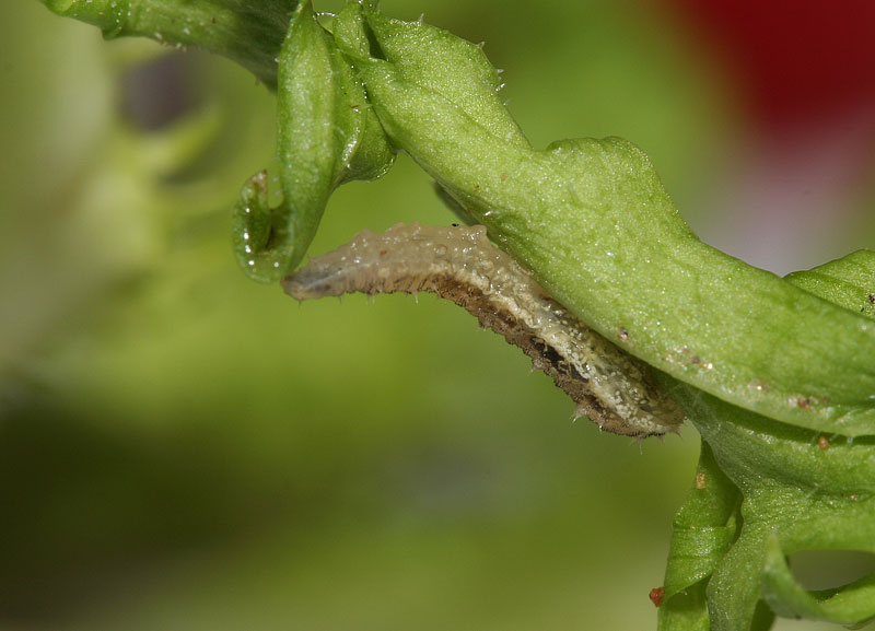 Larva da identificare 2