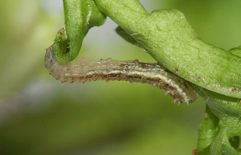 Larva da identificare 2