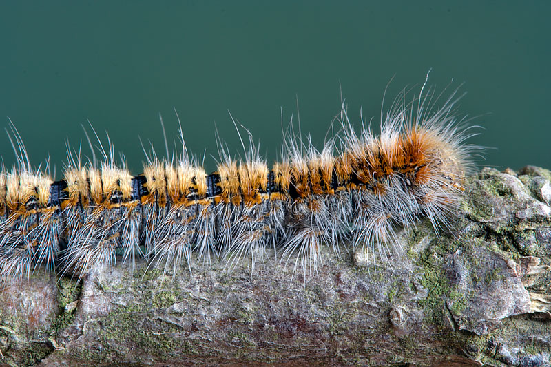 Bruco di Lasiocampide? - S, Lasiocampa quercus