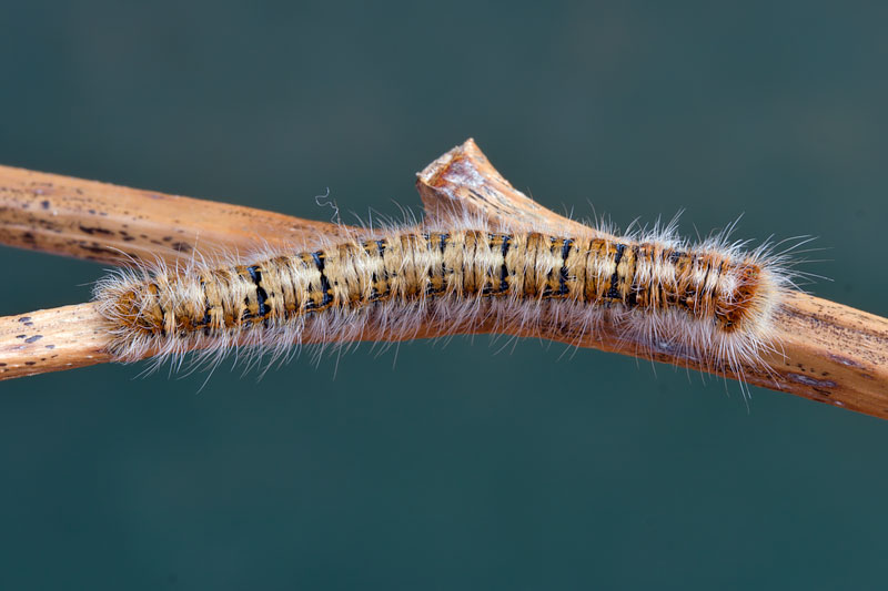 Bruco di Lasiocampide? - S, Lasiocampa quercus