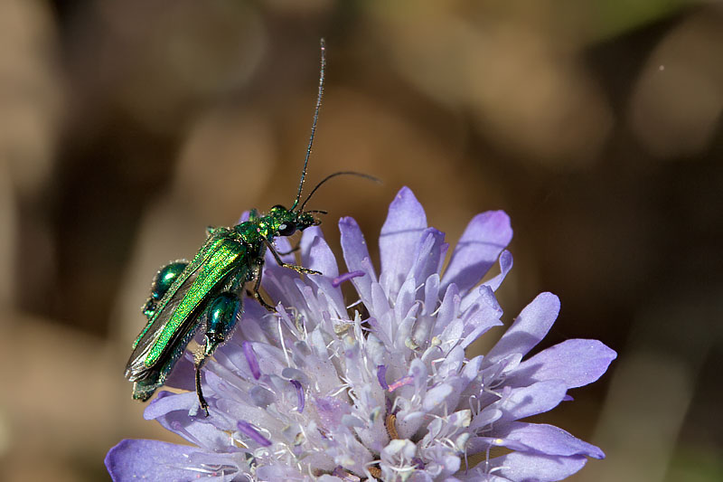 Oedemera nobilis dei monti Peloritani