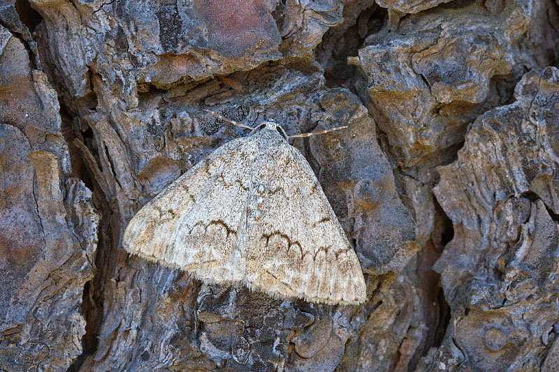 Pseudoterpna coronillaria