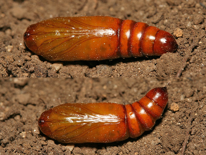 Bruco di Helicoverpa armigera