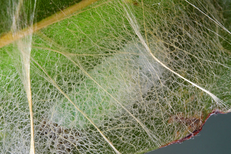 Bruco su Quercus ilex - Drepanidae