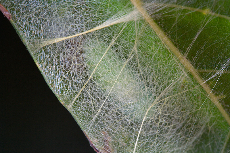 Bruco su Quercus ilex - Drepanidae