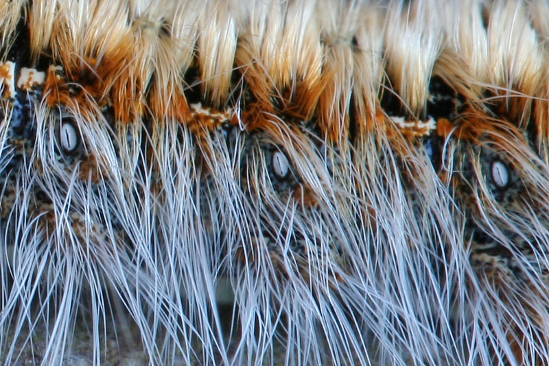 Bruco di Lasiocampide? - S, Lasiocampa quercus