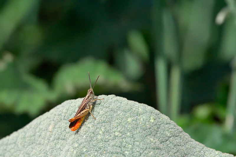 Piccola cavalletta: Chorthippus (Glyptobothrus) sp.