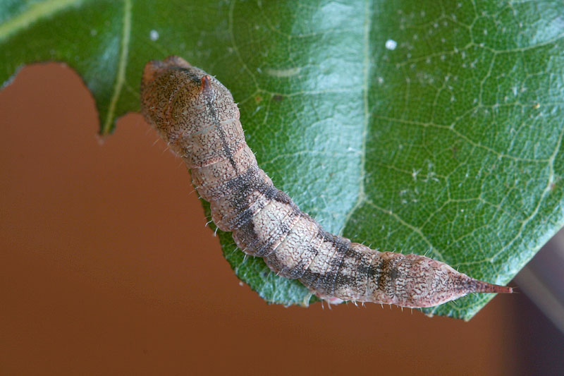 Bruco su Quercus ilex - Drepanidae