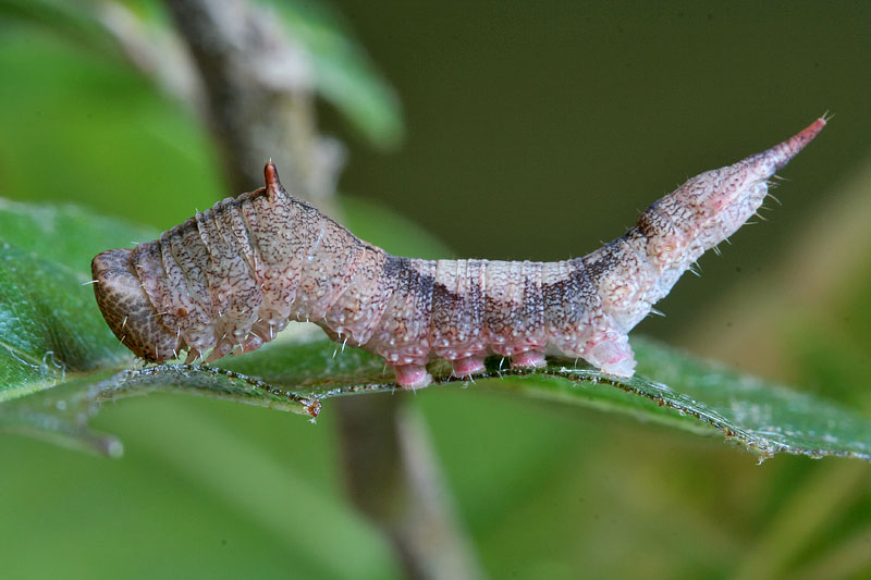 Bruco su Quercus ilex - Drepanidae