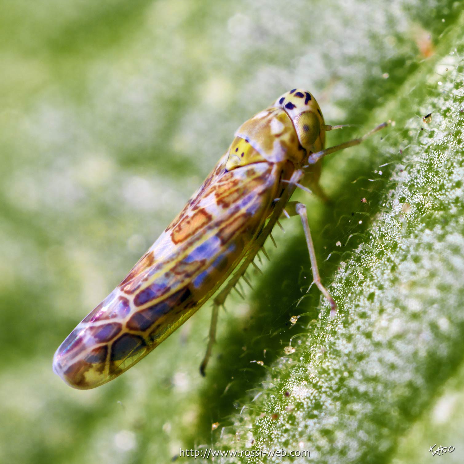 Eupteryx decemnotata Rey, 1891 dalla Valtellina