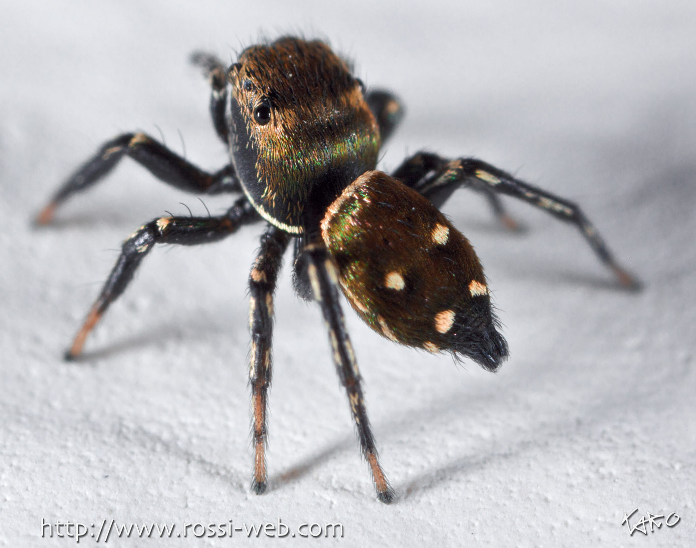 Heliophanus kochii