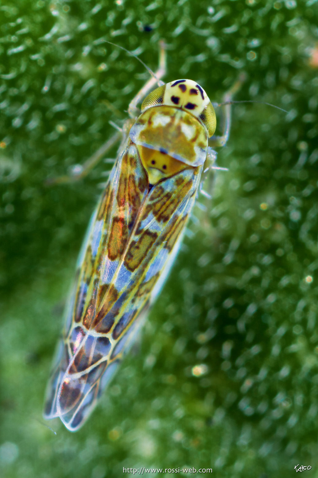 Eupteryx decemnotata Rey, 1891 dalla Valtellina