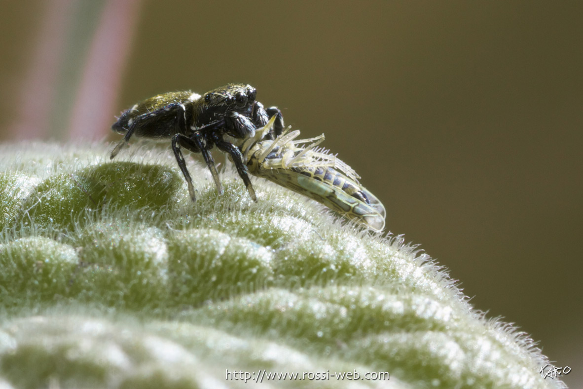 Heliophanus kochii