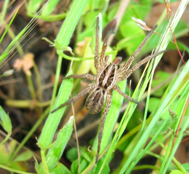 Hogna radiata