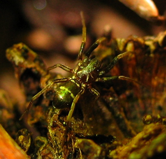 Ragni mirmecomorfi: Micaria e Phrurolithus