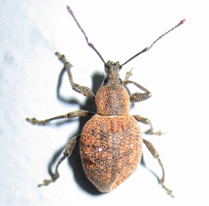 Otiorhynchus armadillo?