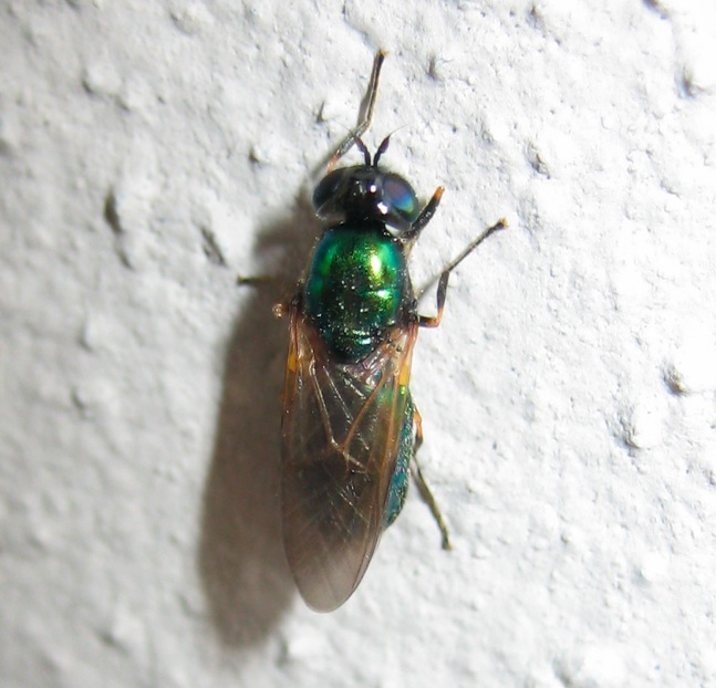 Chloromyia formosa e Tipula sp.