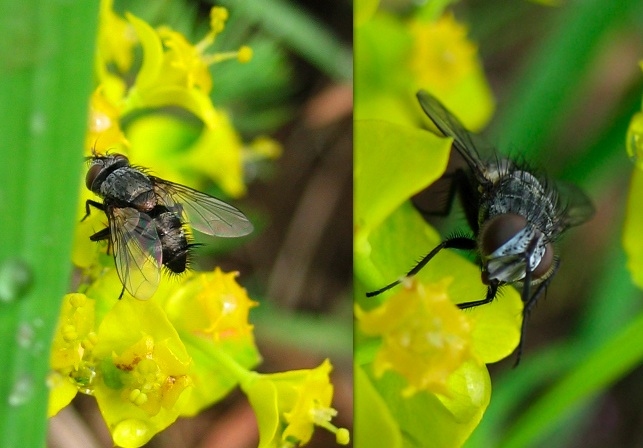 Tachinidae?