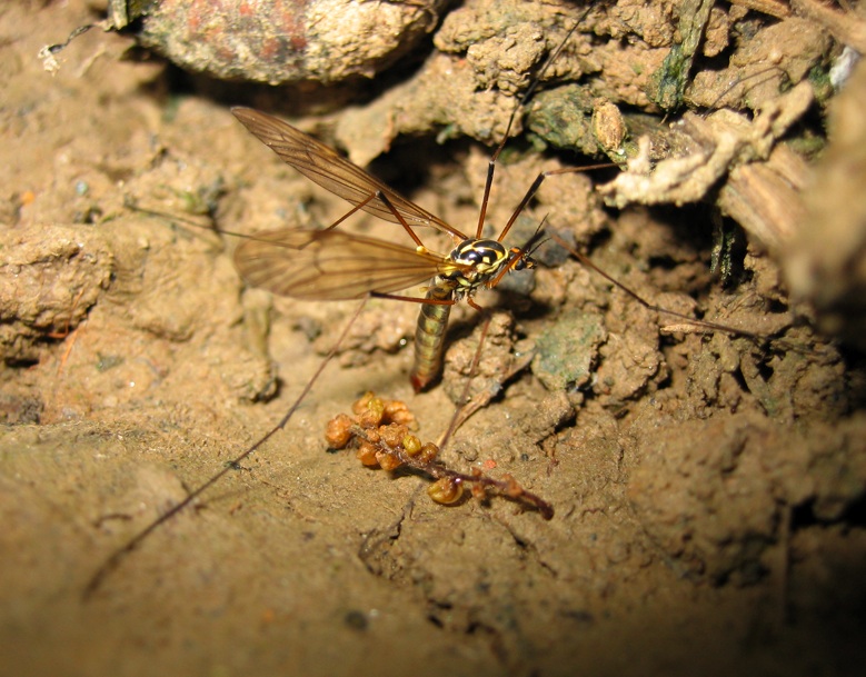 Chloromyia formosa e Tipula sp.