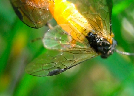 Imenotteri arancioni
