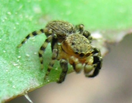 Ballus sp.