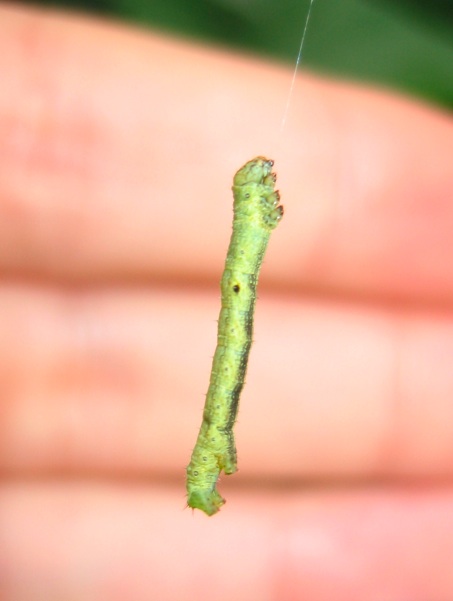 Euclidia glyphica